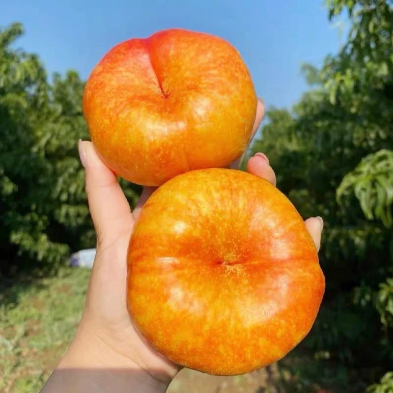 【巨无霸】彩虹油蟠桃现摘现发软硬两吃香甜多汁新鲜蟠桃 4 斤包邮