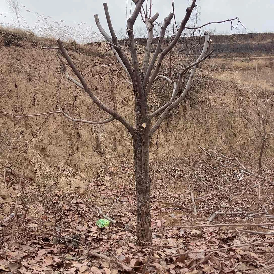 无花朵柿子树柿子树