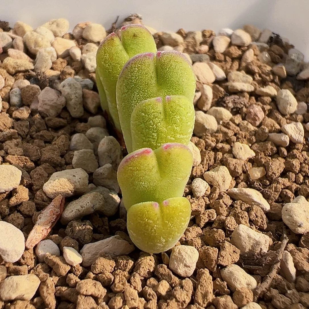 无花朵毛少将 7头群