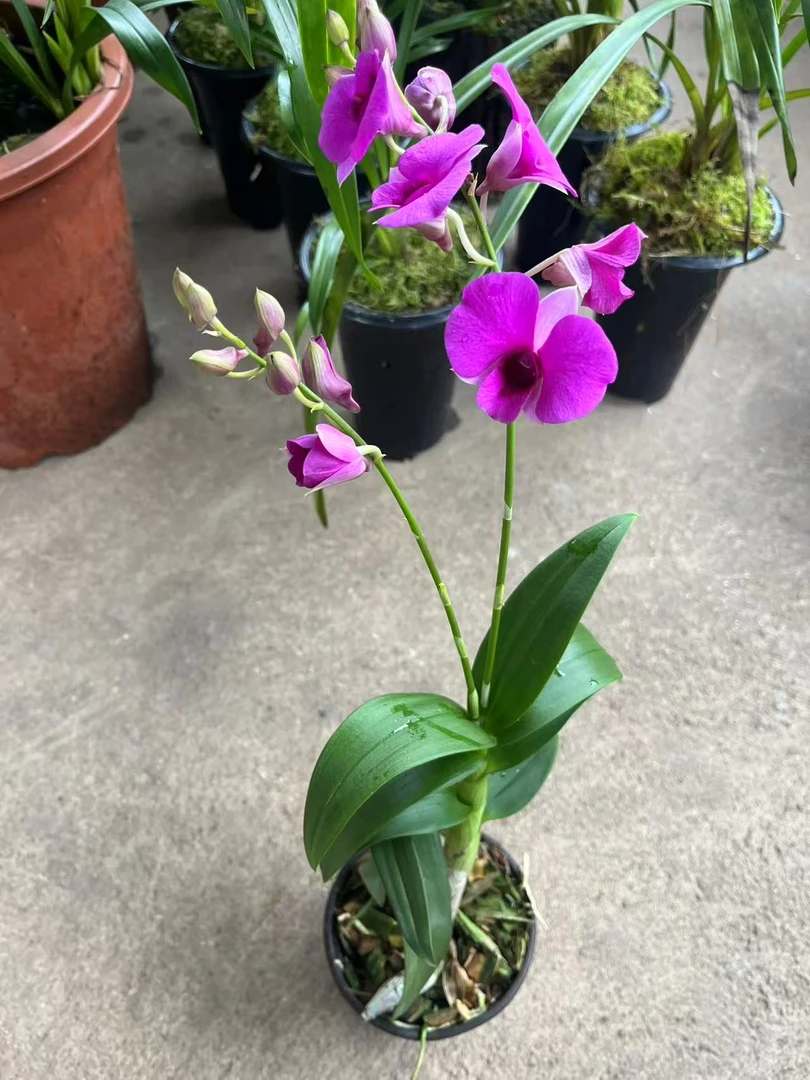 特大盆带花泼墨石斛兰客厅摆放花卉盆栽带原盆土