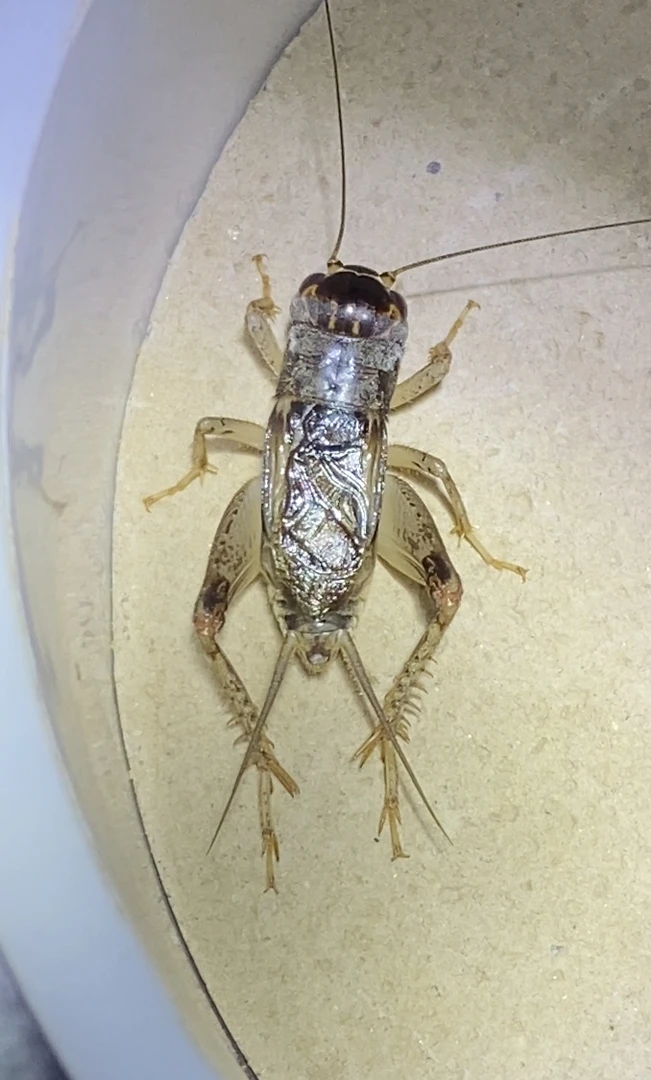 山东宁阳野生蟋蟀蛐蛐