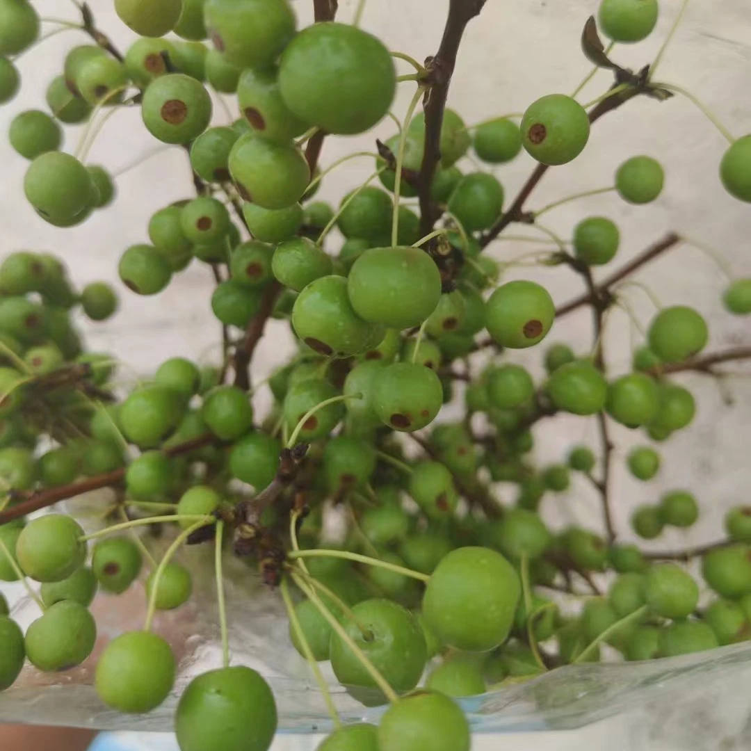 海棠新果桌面瓶插持久夏天清凉花束可做干花装饰客厅客厅摆件