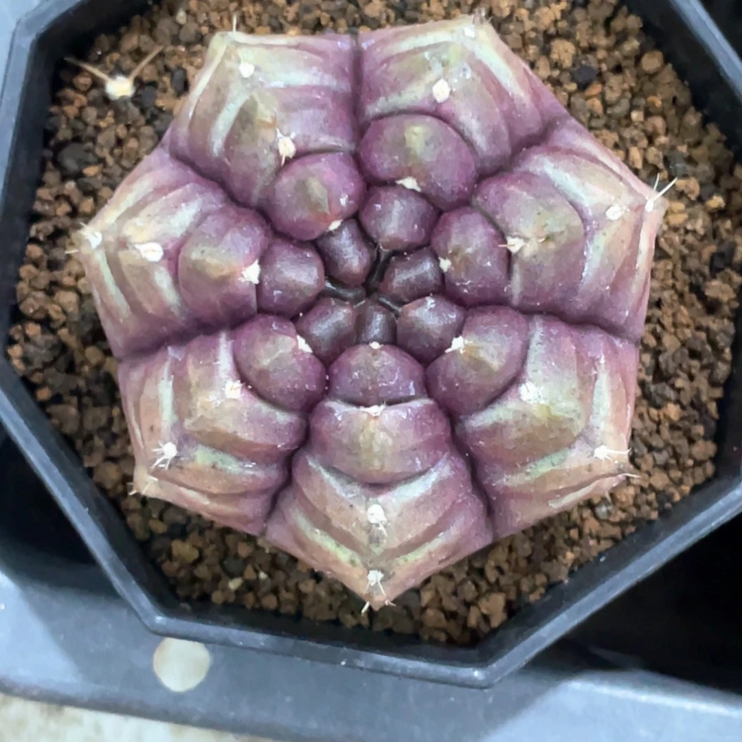 当前无花朵，栽培后可花朵梦想