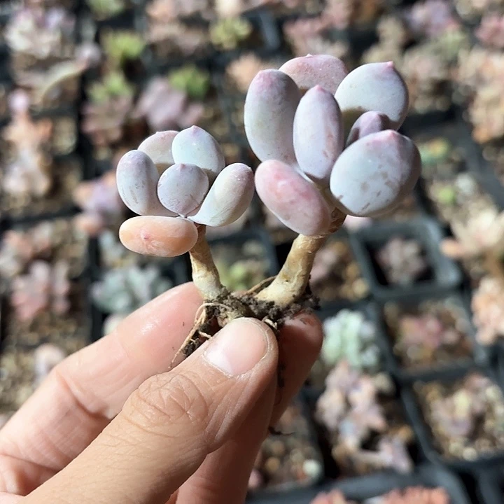 小****g h h g g h h 660