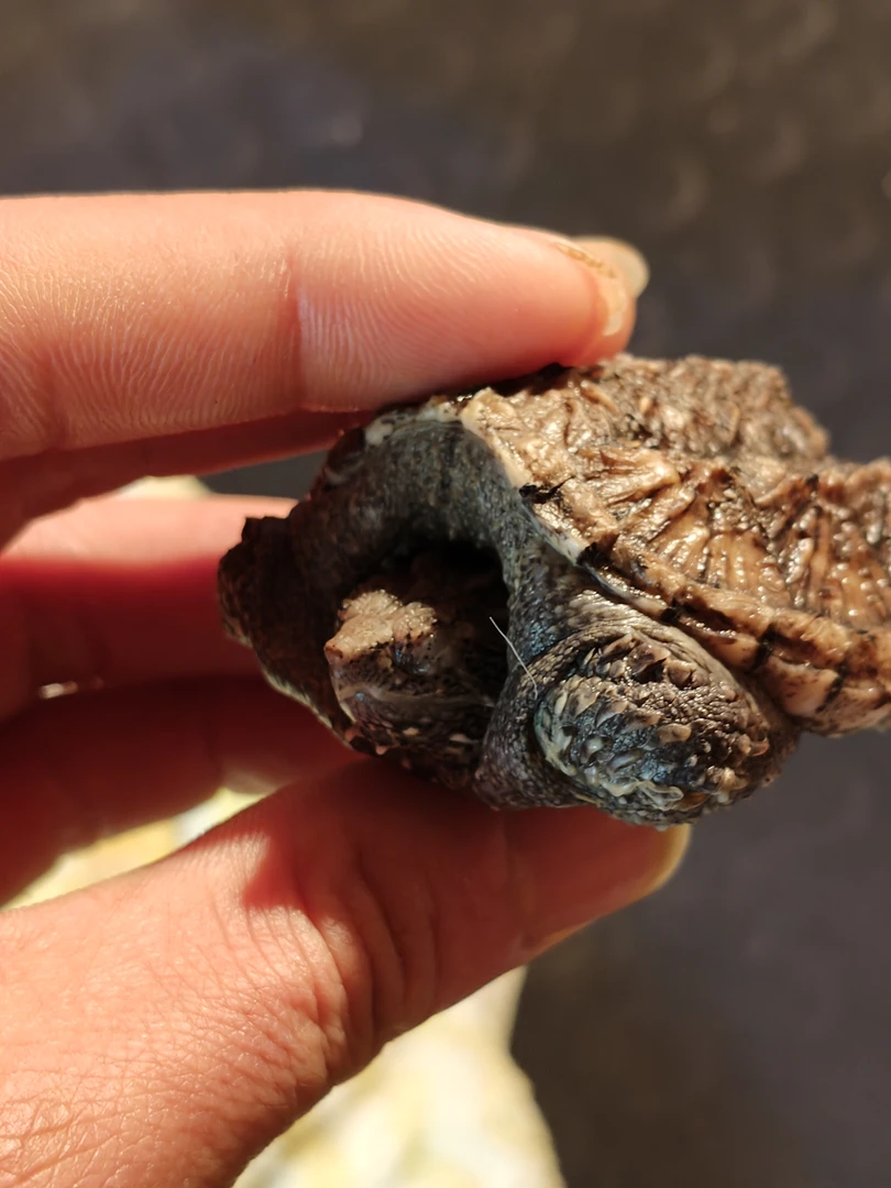 （'直播一对一挑选 ）佛鳄龟 人工饲养观赏龟宠物龟