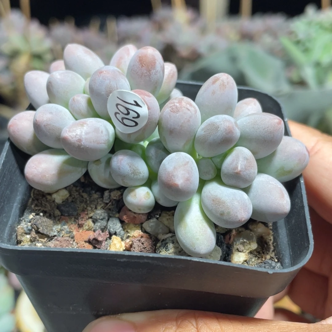 仙子奶酪群生多肉植物