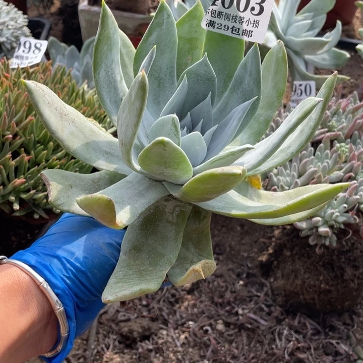 3号布瑞东尼多肉