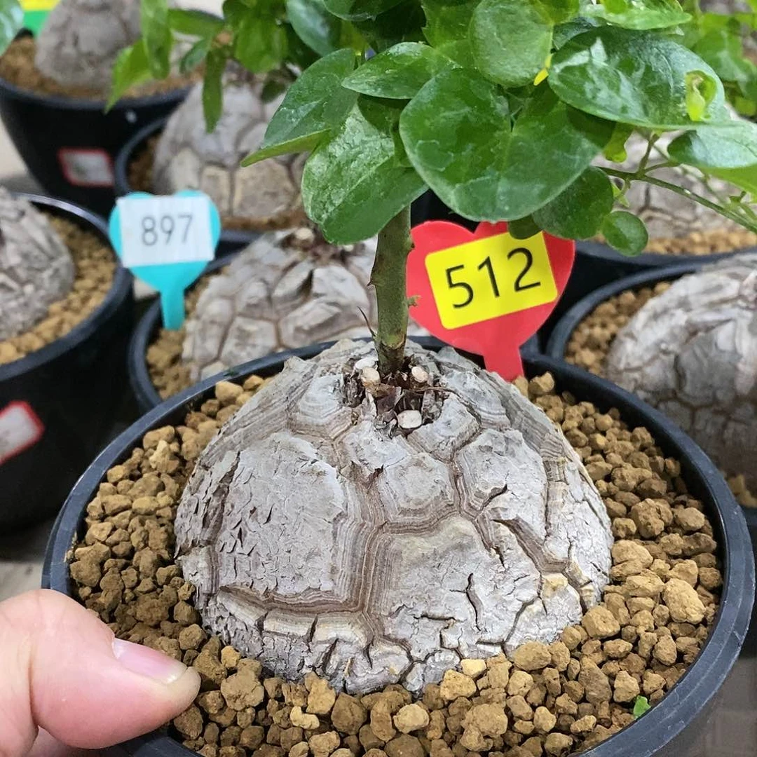 南非龟甲龙龟甲龙