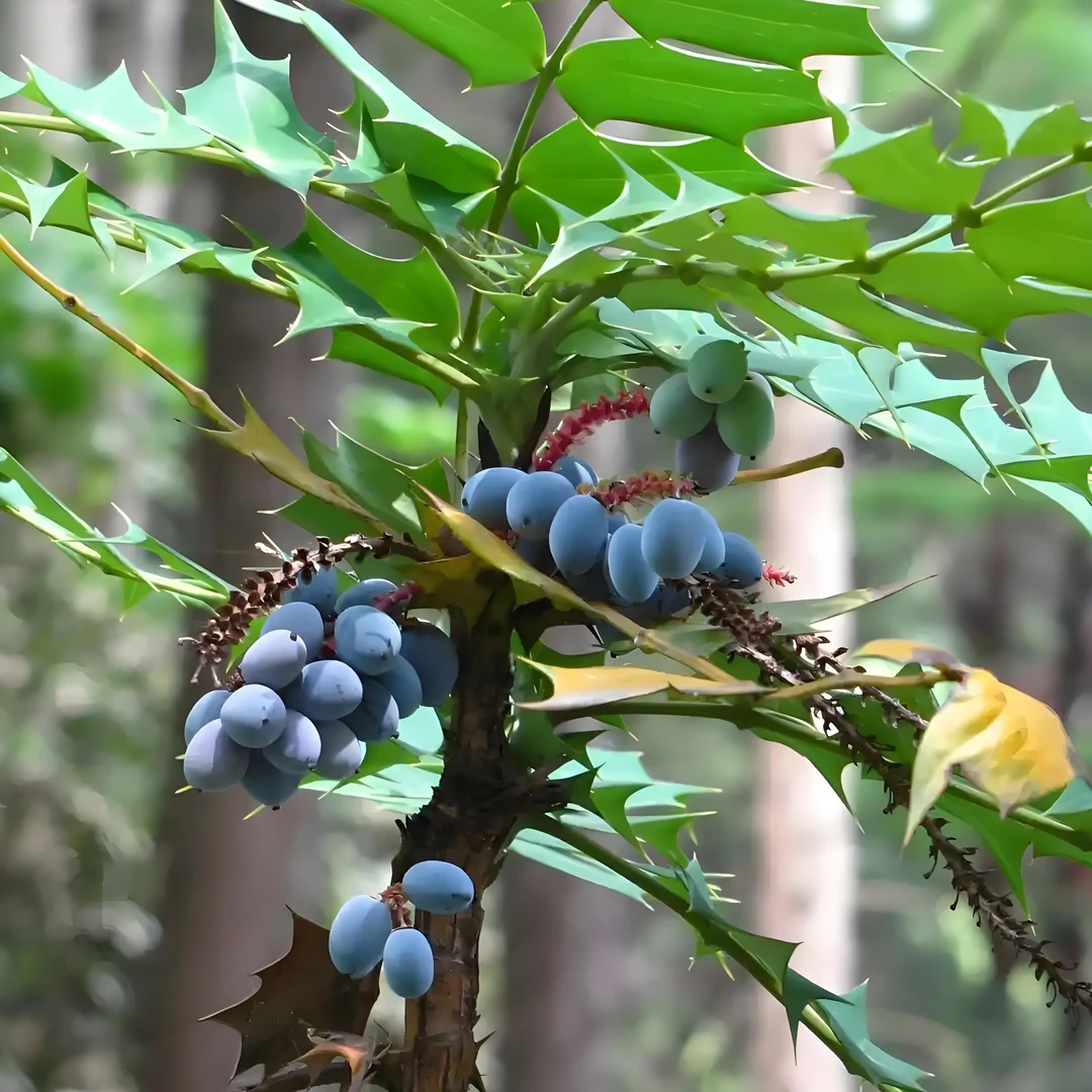 十大功劳多年生植物盆景四季常青乌饭树