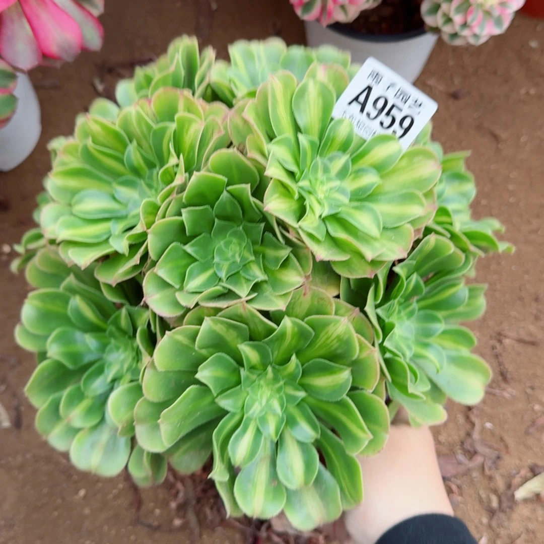 翡翠琉璃多肉植物959号