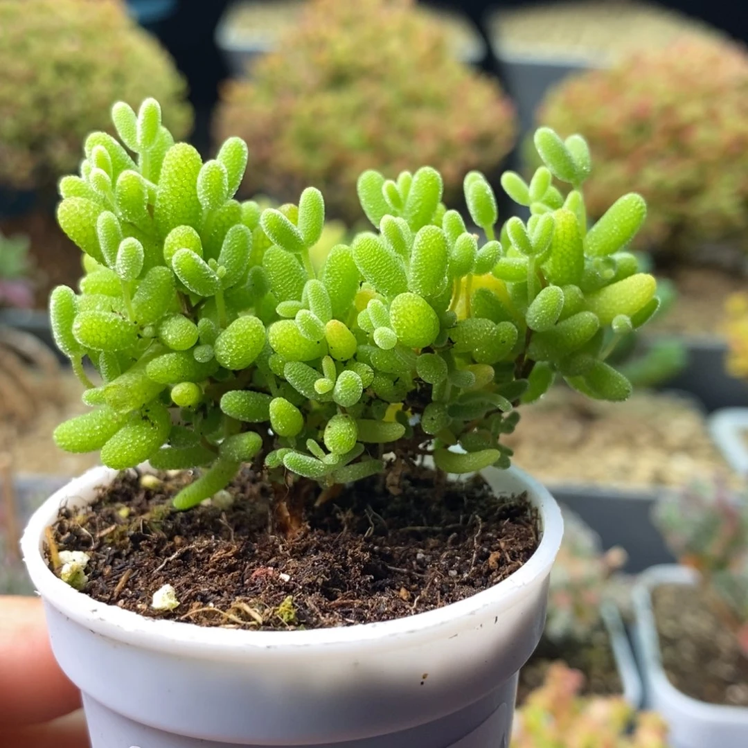 2348蜜橘糖球 。