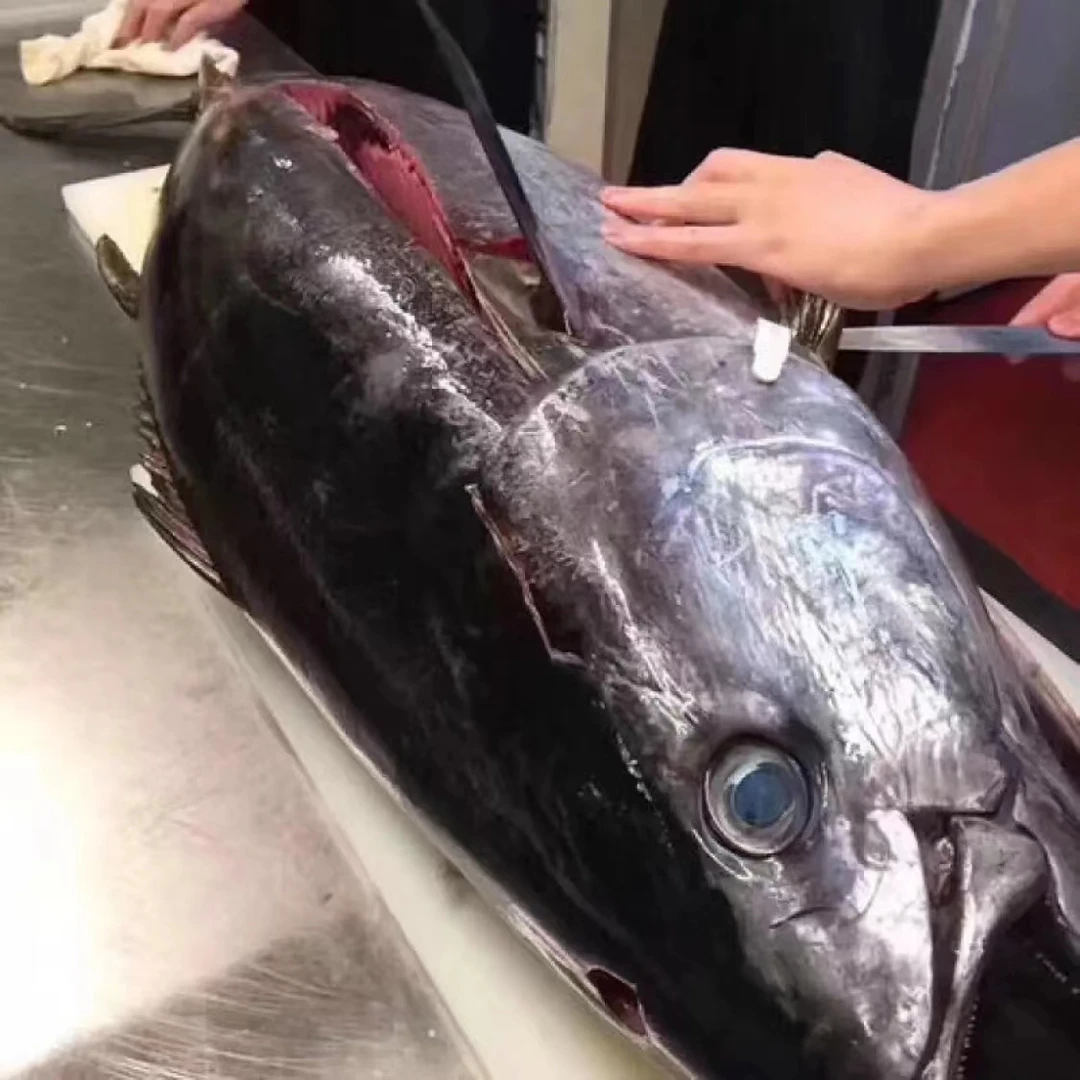 【代拍链接】南太平洋海钓野生蓝鳍金枪鱼超低温冷冻刺身整条鱼块