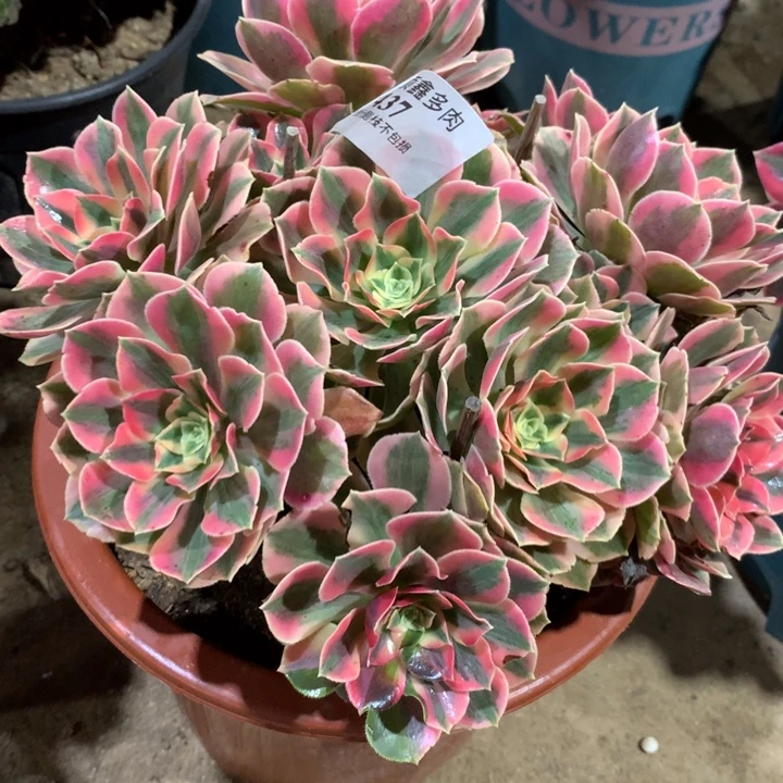 437粉女郎多肉植物特价