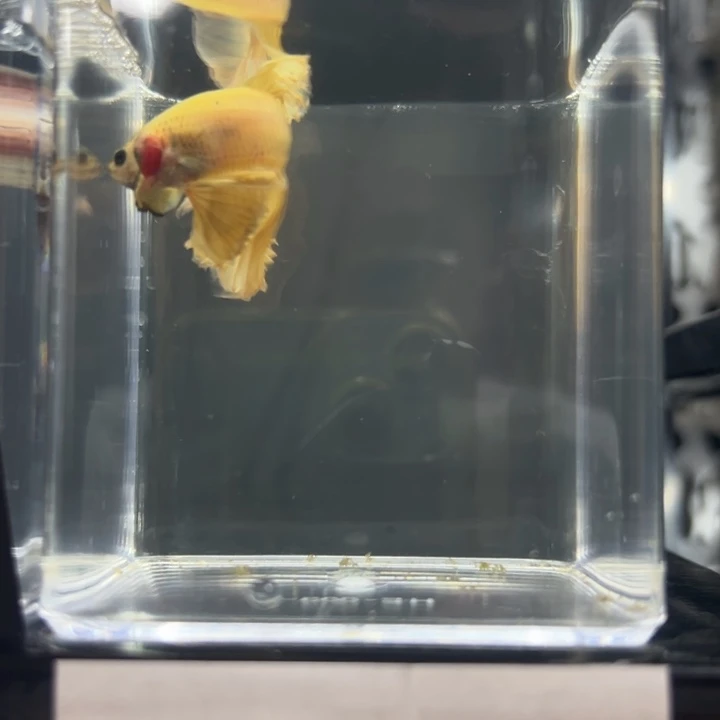 斗鱼195黄色大尾巴195