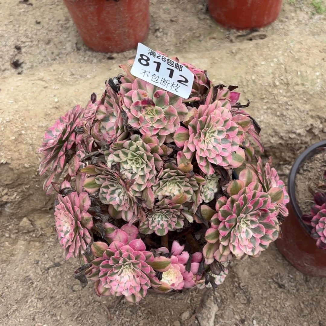 N. 8112红铜白多肉，ba