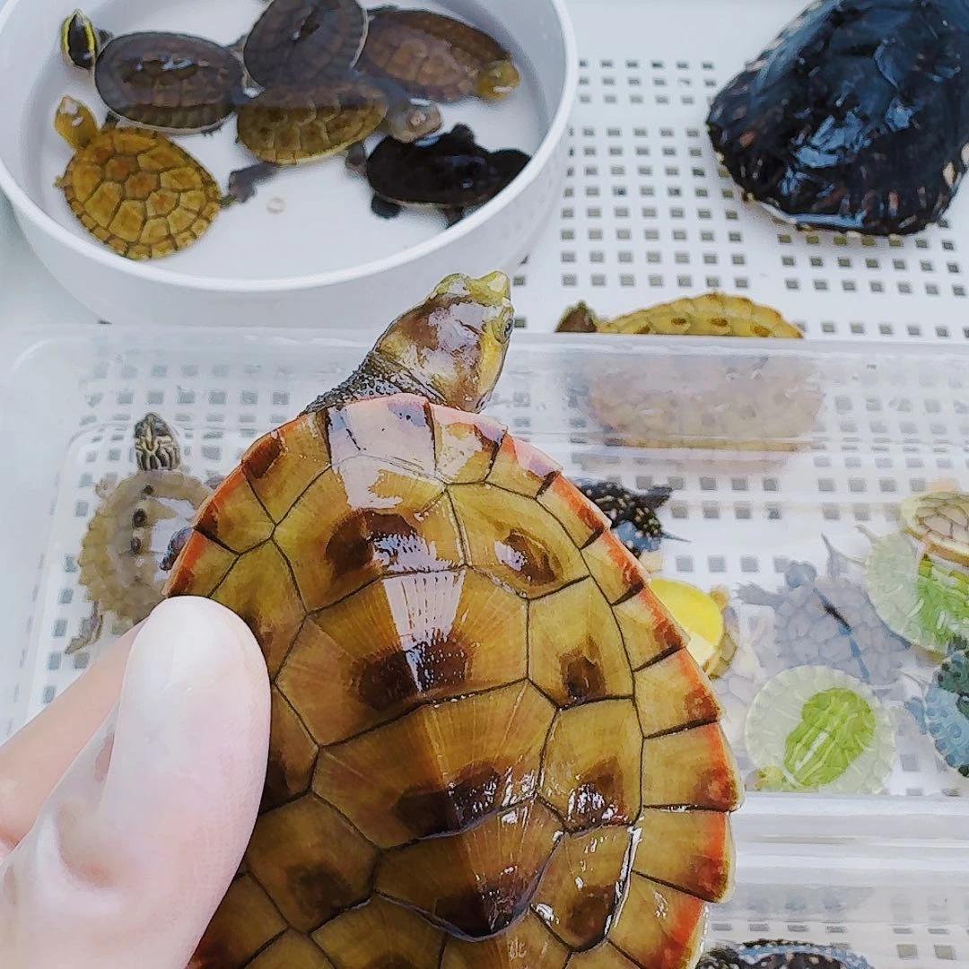 逆***行母宠物龟222222222