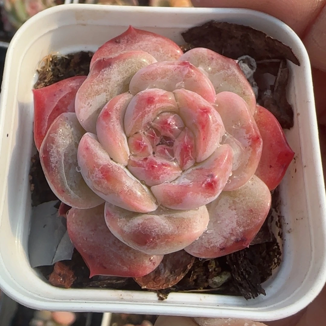 小卡拉米糖心一物一拍