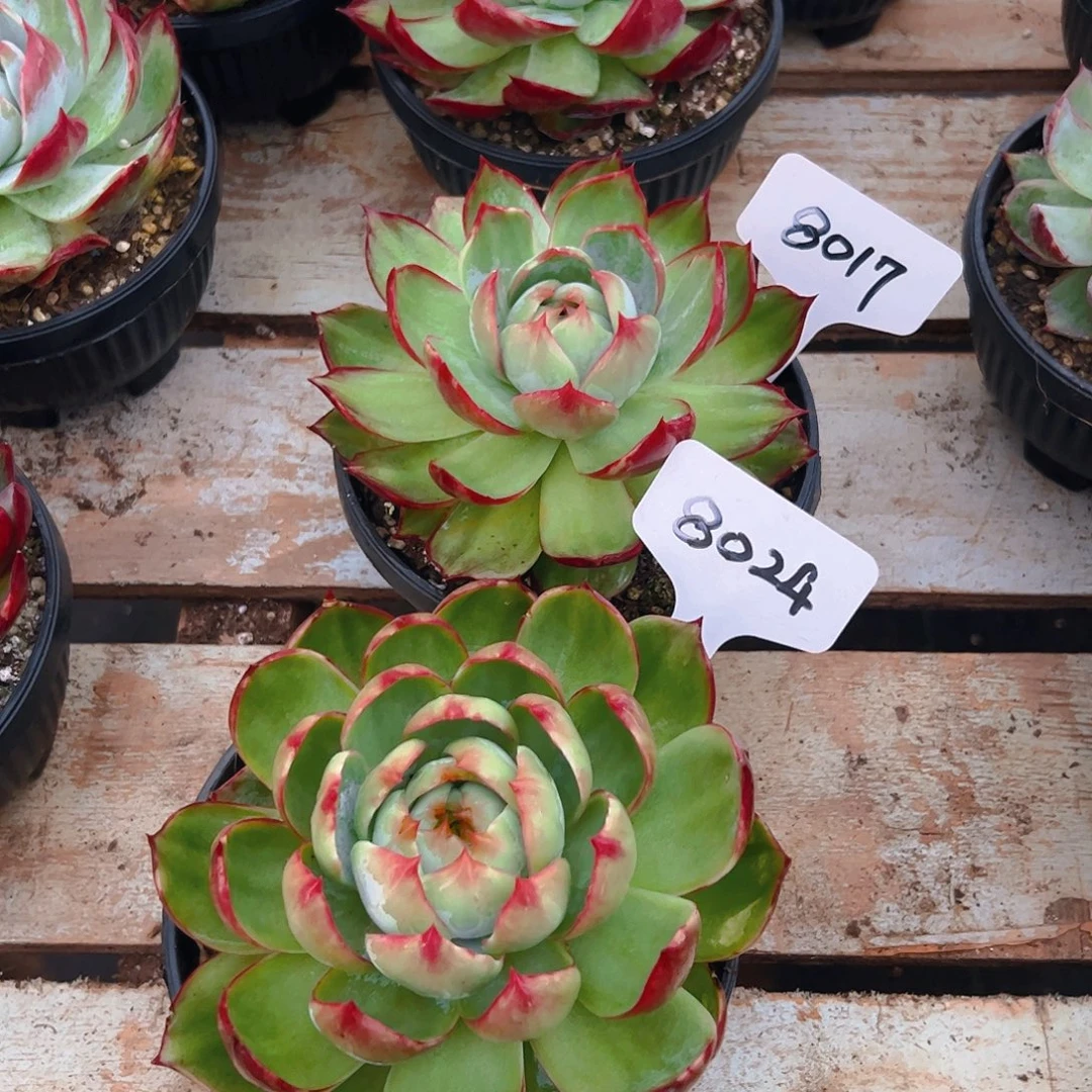 惊鸿仙子8017.8024号