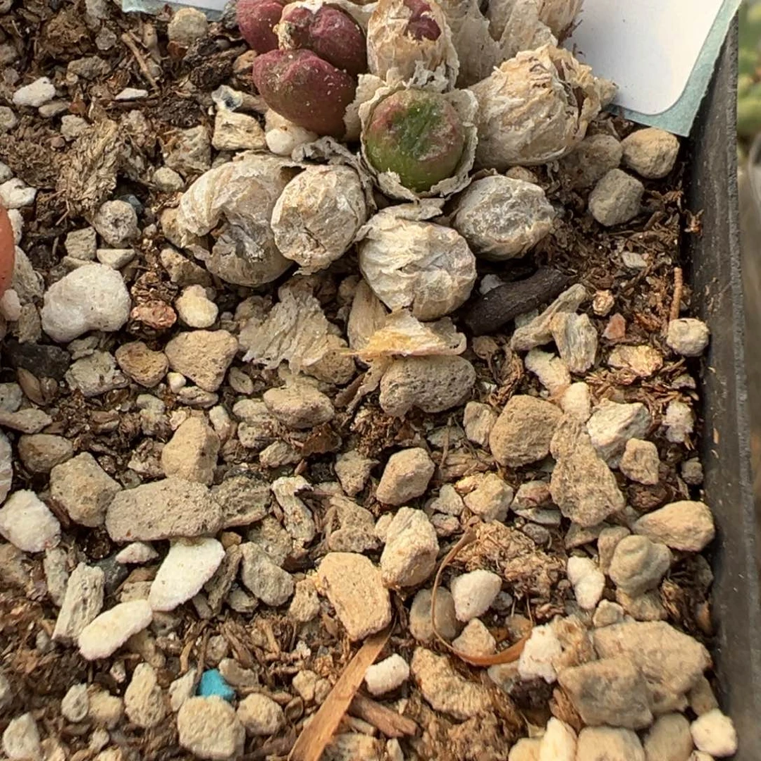 肥*仔12-152饺子皮多肉植物，