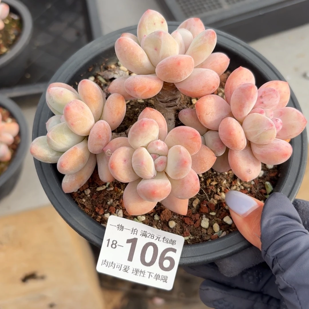 香水无盆土发货无盆