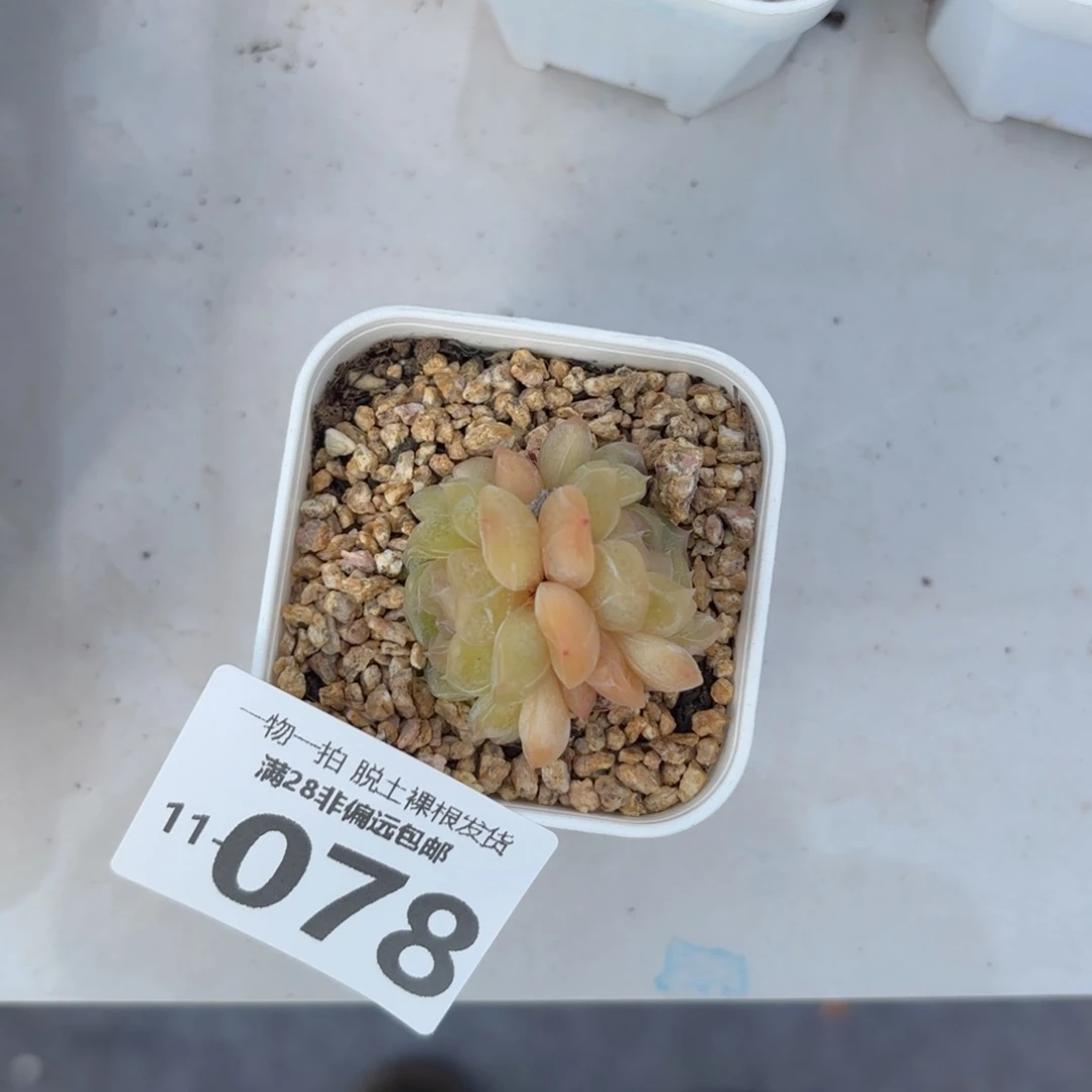 白恋多肉多肉多肉