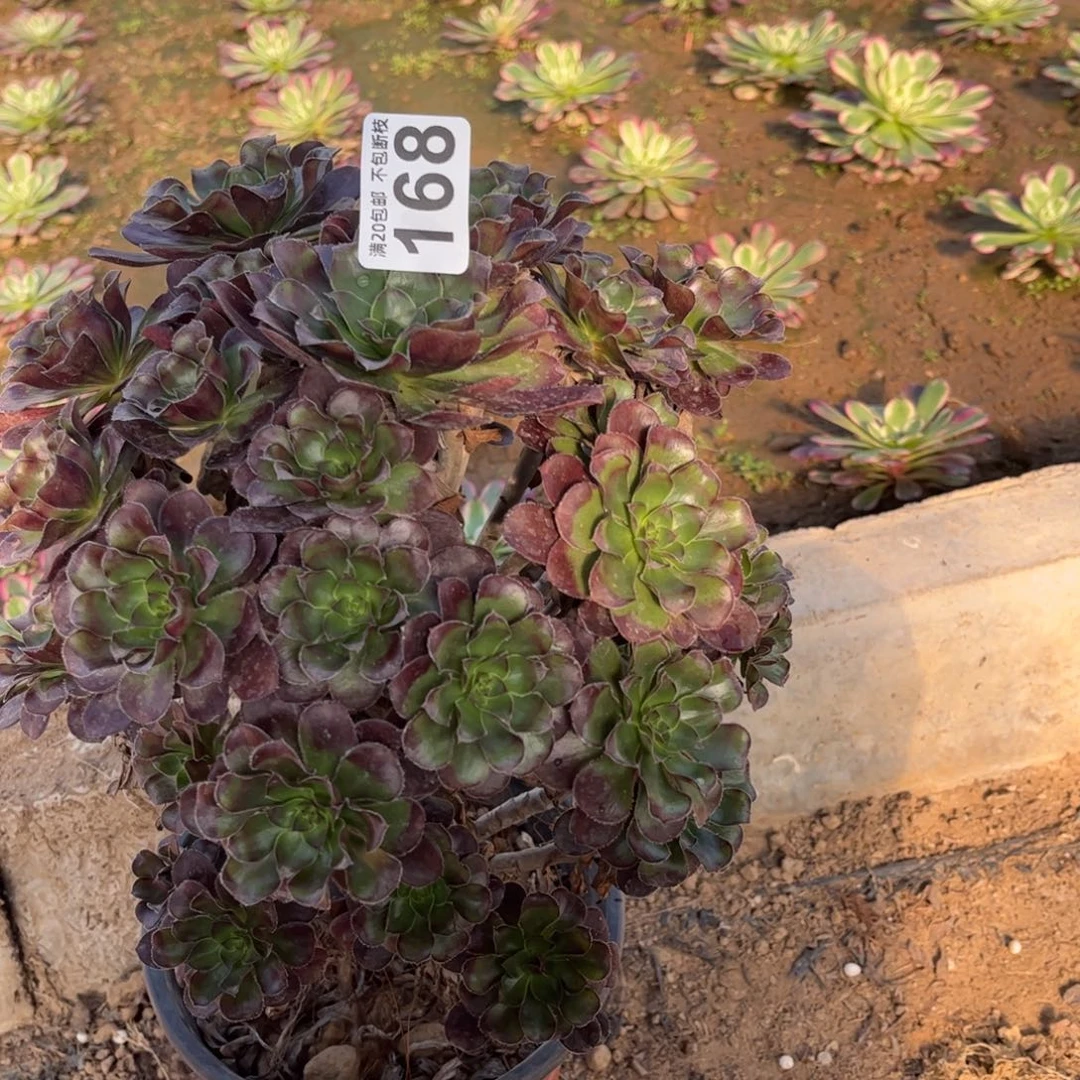 黑圆叶168不包断枝