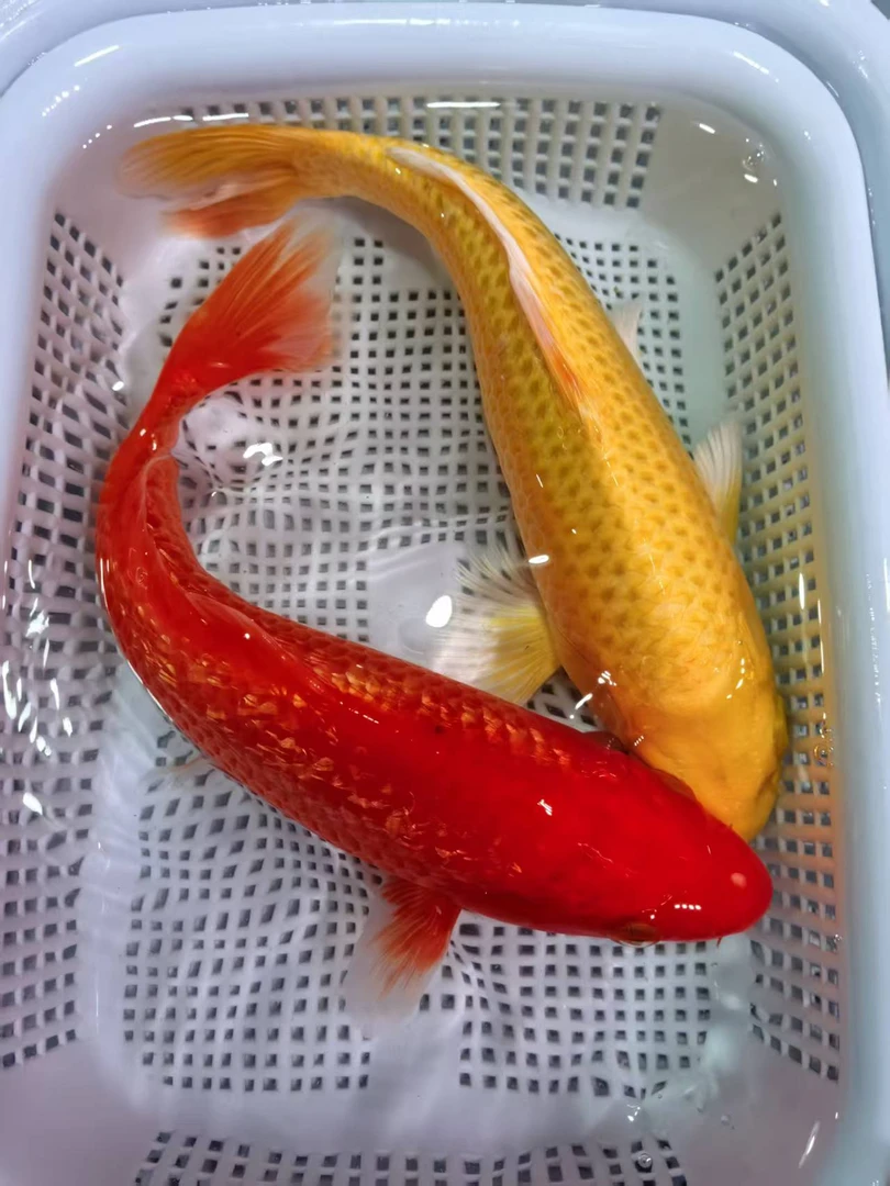 (九)1条黄金1条闪鳞火鲤18-20公分红白三色德系锦鲤观赏鱼