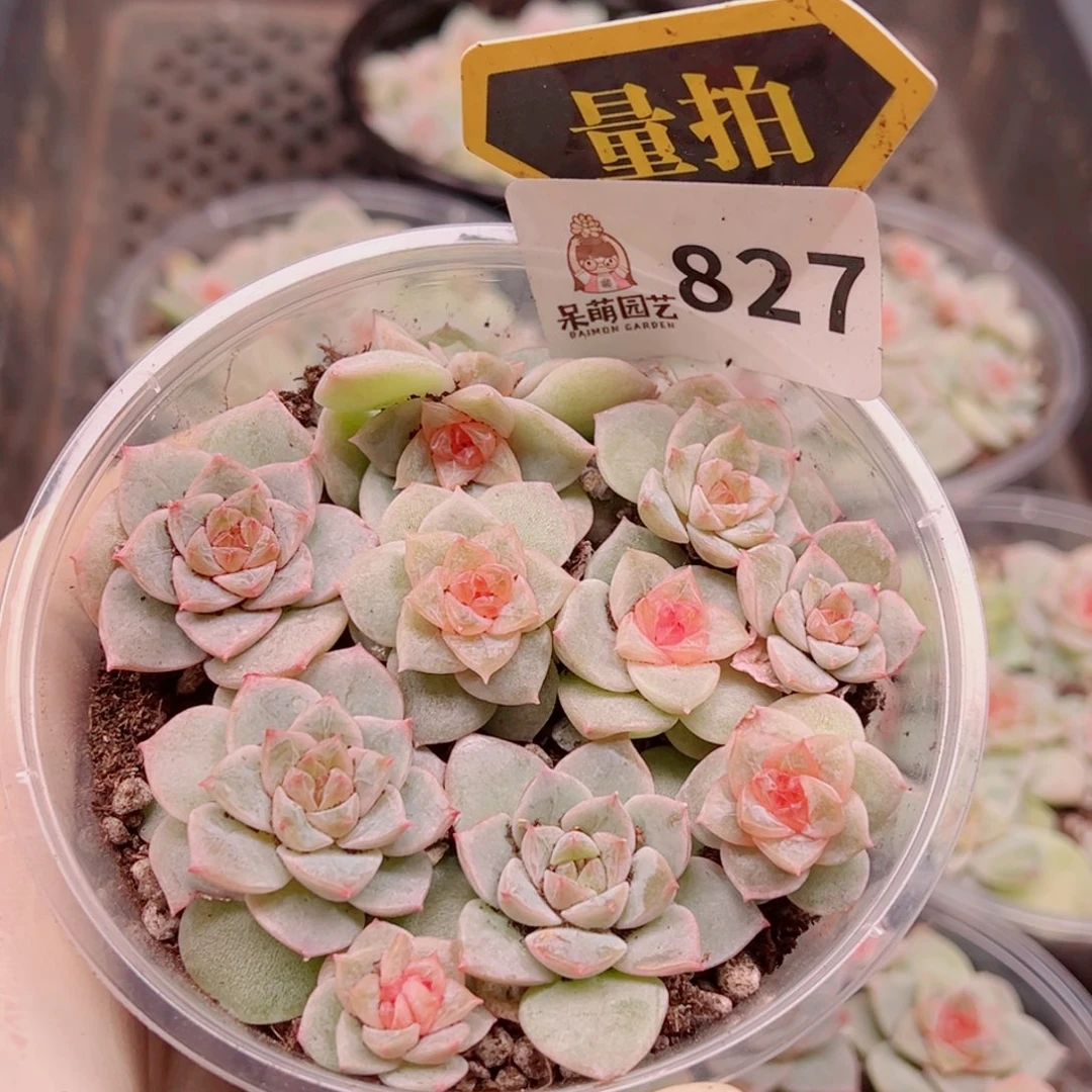 多肉植物多肉植物