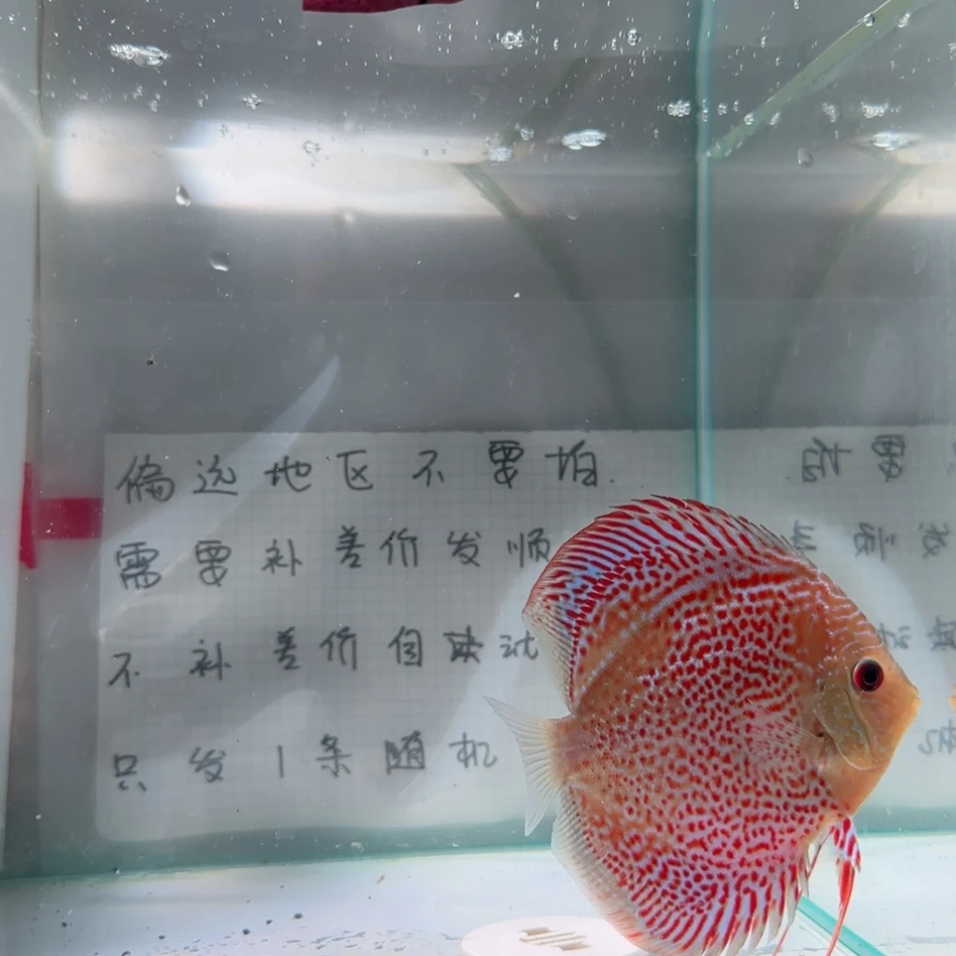 七彩神仙鱼肉身7-8偏远地区不拍