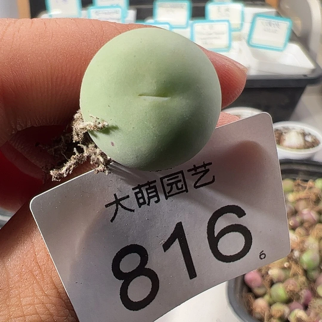 0000816 一物一拍……