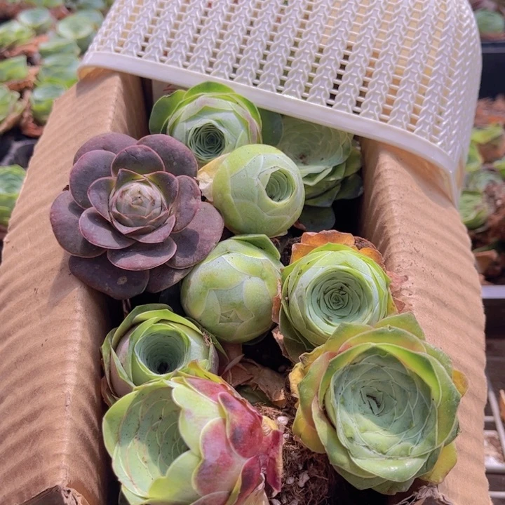 无花朵十八颗玫瑰➕花篮8888