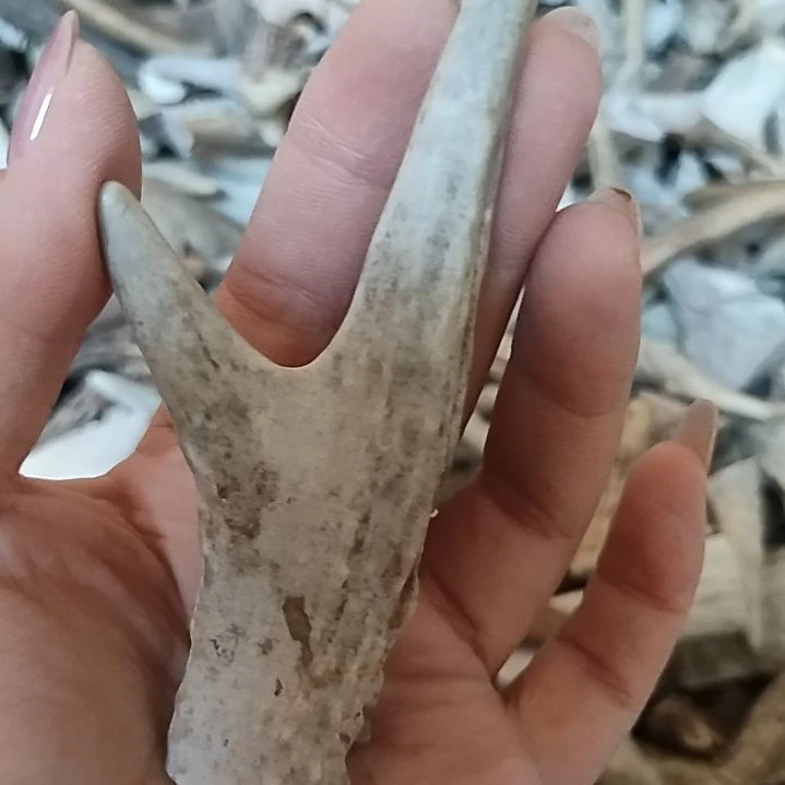 阿*姐鹿角尖鹿角尖鹿角尖