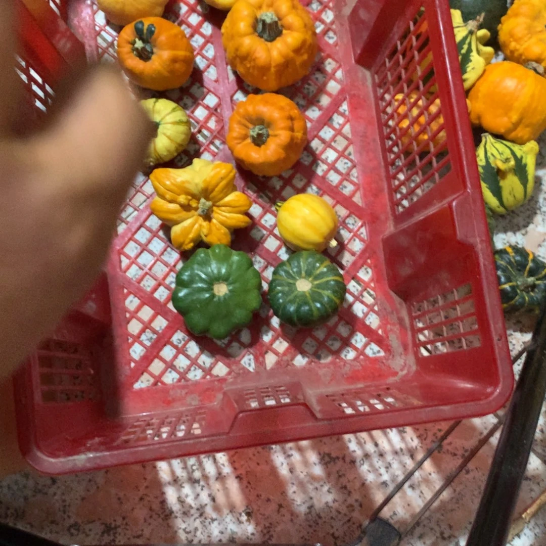 蝙*?墨西哥！墨西哥！墨西哥