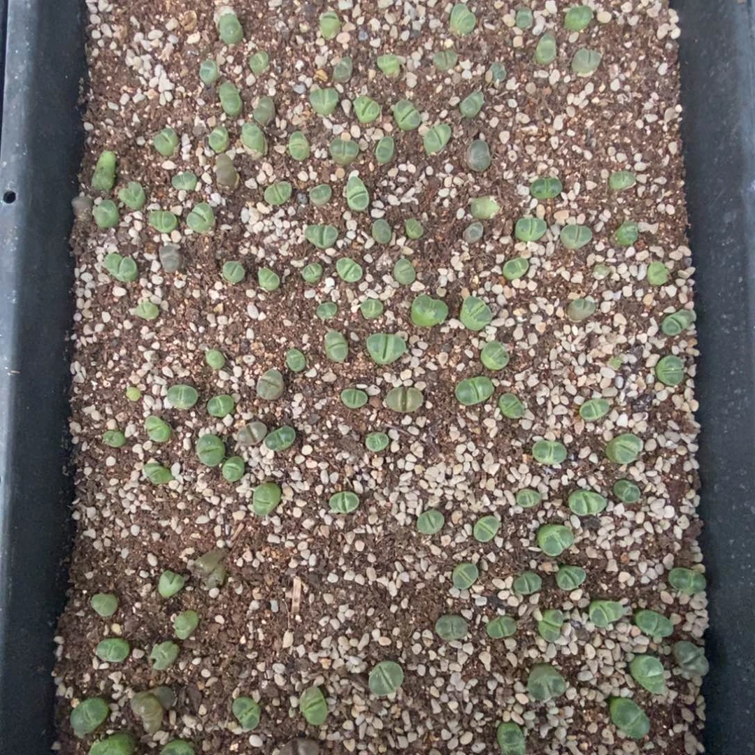 4531 白拍子一筐脱土发货