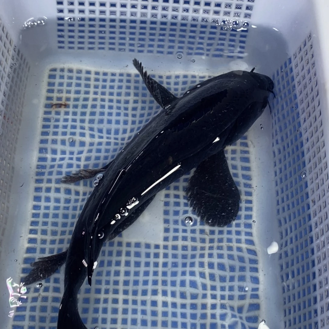 锦鲤冷水锦鲤包邮