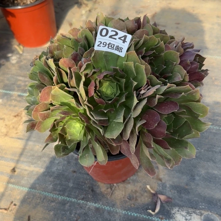 玫瑰……多肉植物……