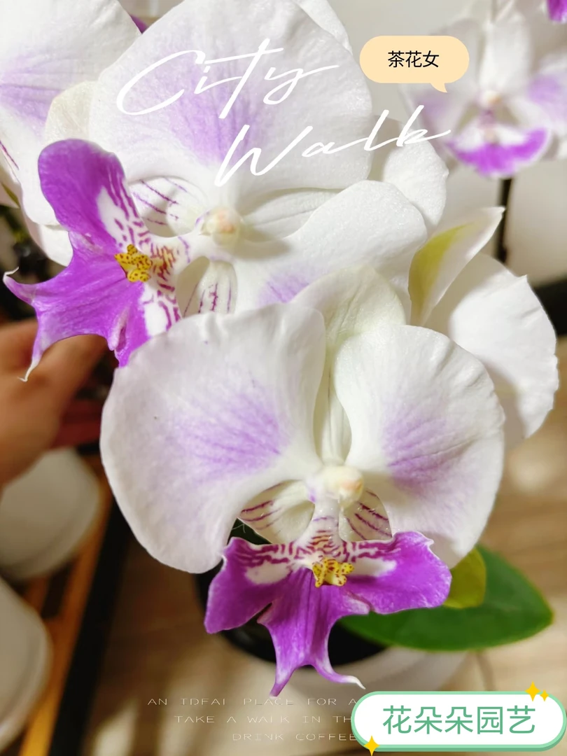 【茶花女】蝴蝶兰苗子不带花3.0杯带花剑叶片开裂介意勿拍