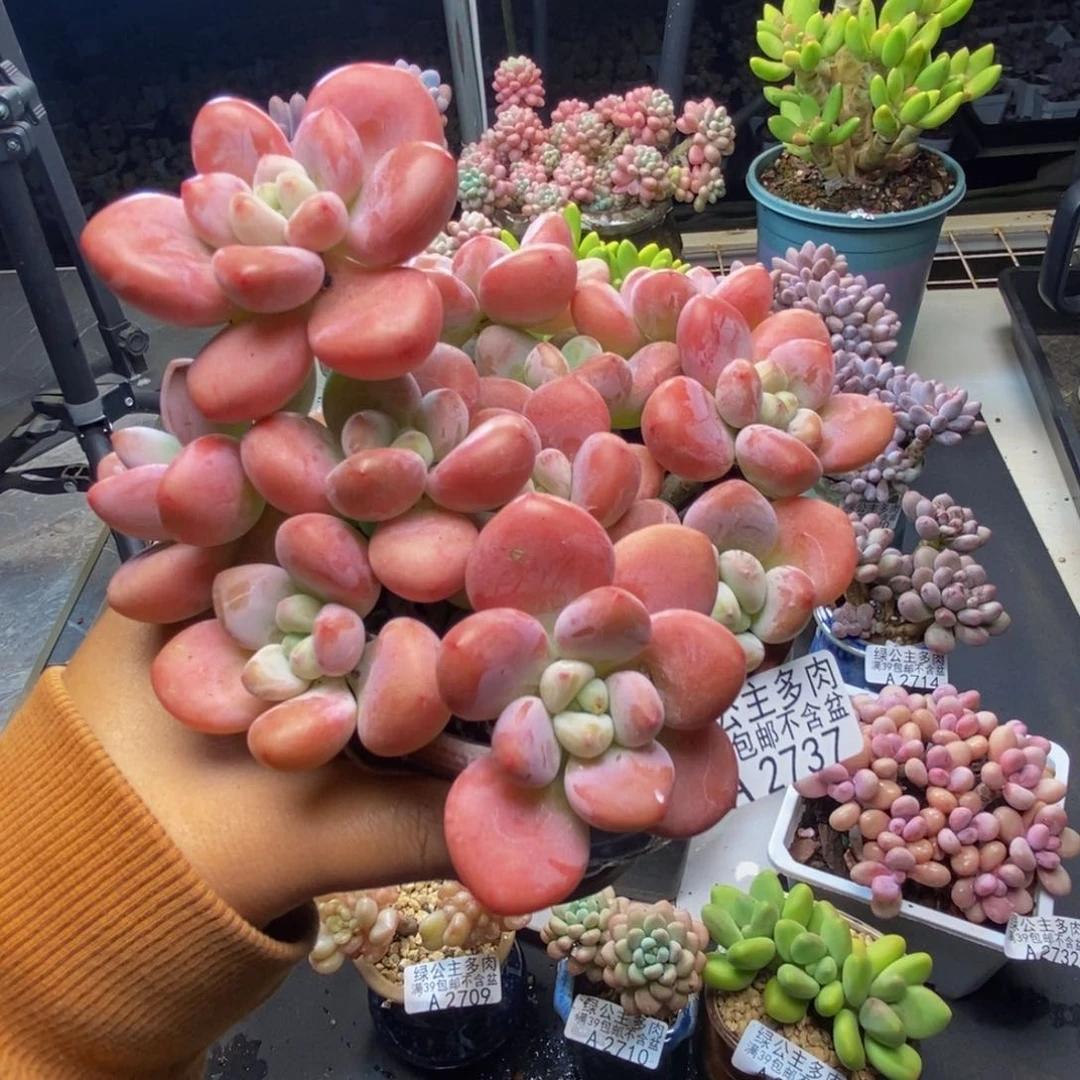 737樱花洛神多肉12c m