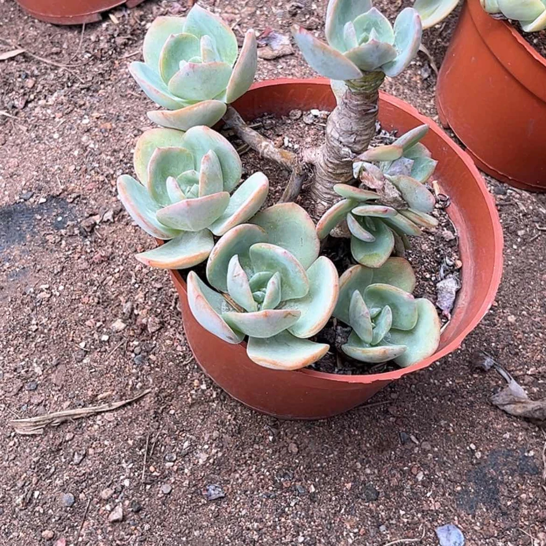 【闪购商品】无花朵花***@