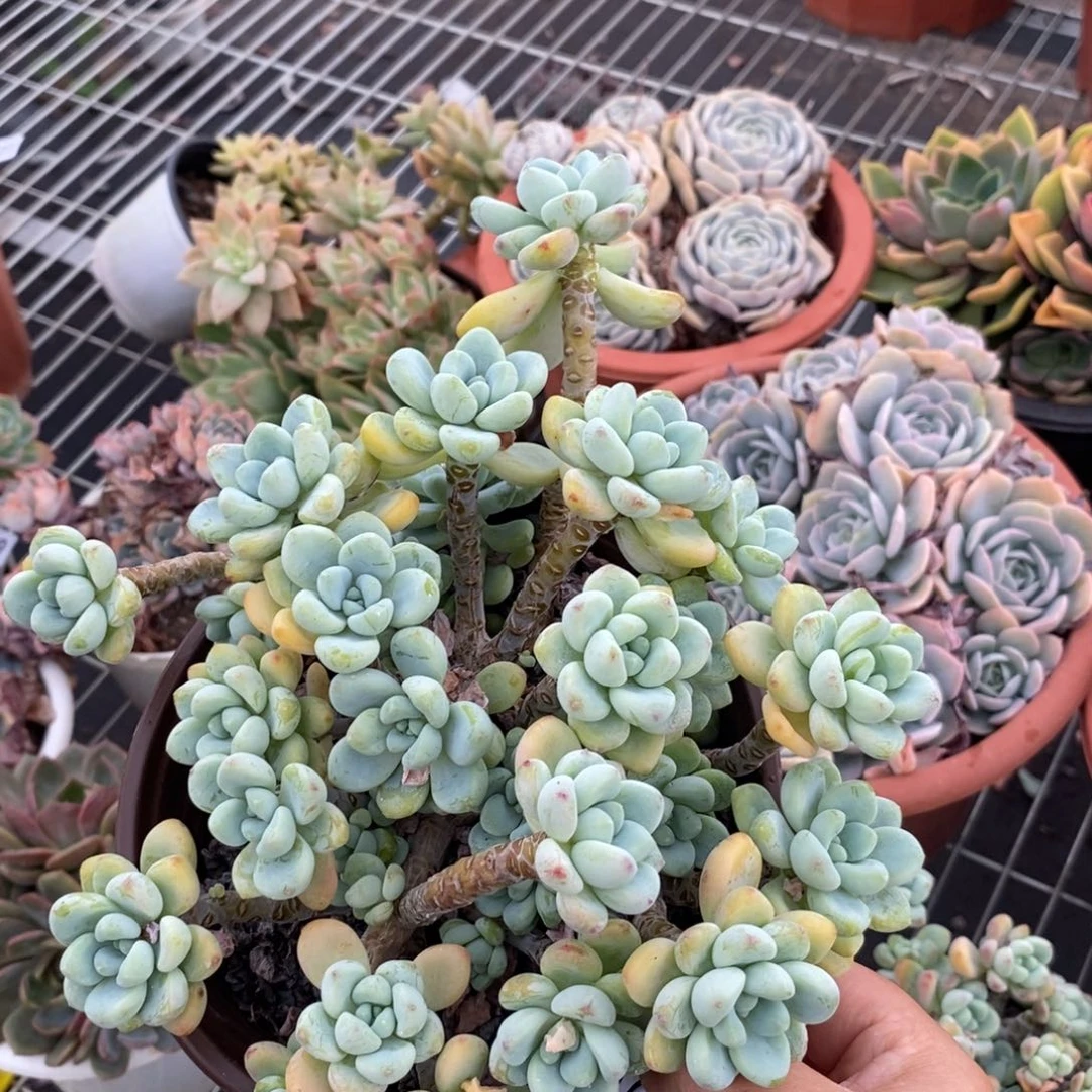 5997劳尔整桩一物一拍