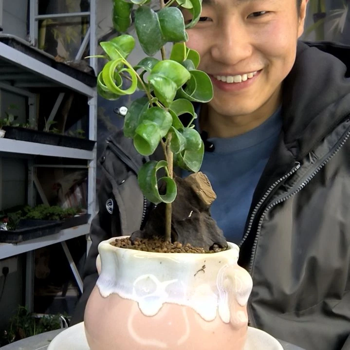 我***运小盆景小植物一物一拍291