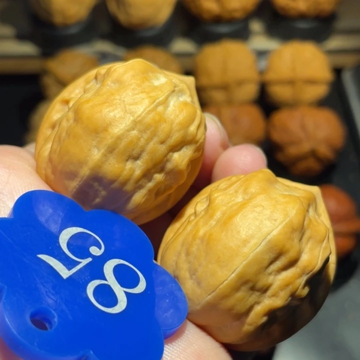 马头琴35尺寸核桃。