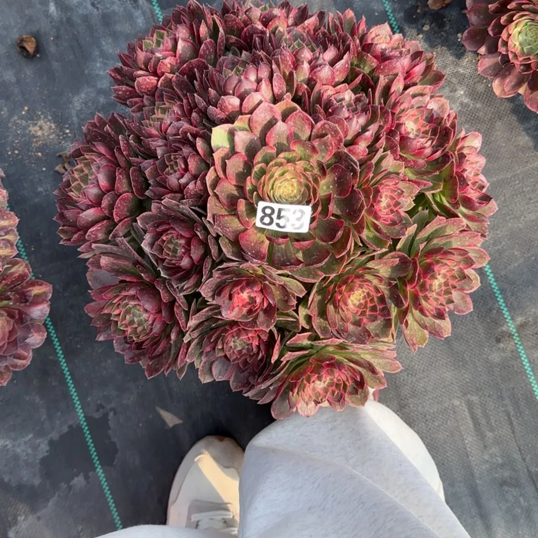 ?****来853超大莲花duo rou zhi wu