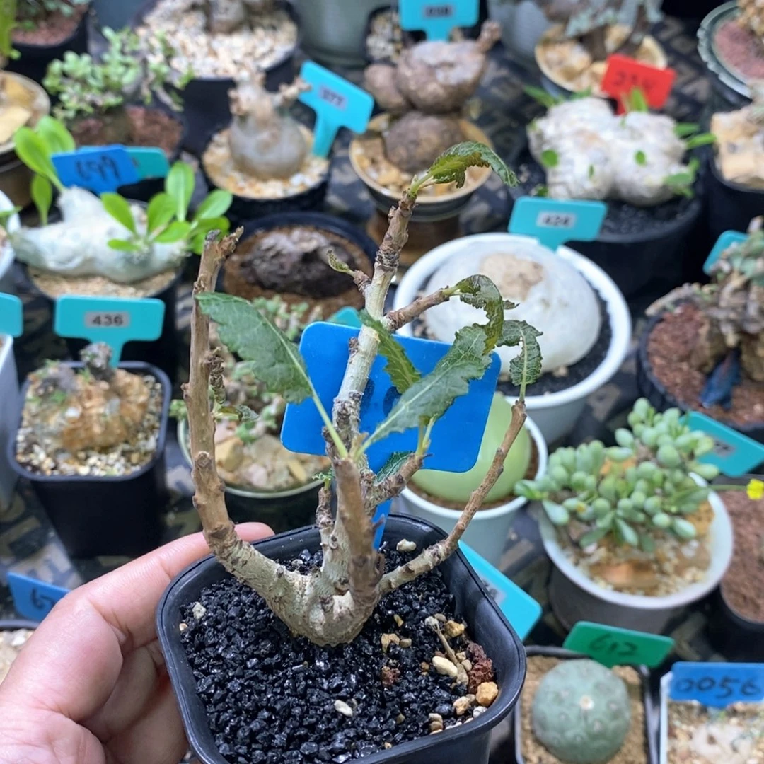 娜娜乳香多肉植物