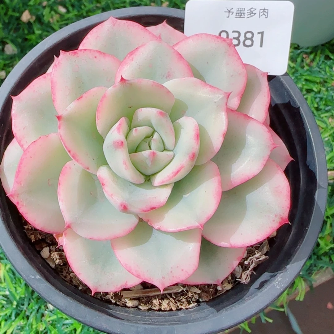 黄桃锦，9381多肉植物