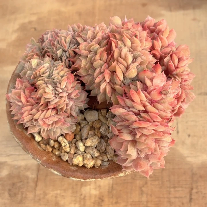 多肉植物 昂斯诺缀-4