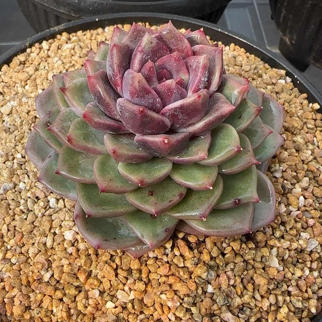 从前慢花园精选彩薇