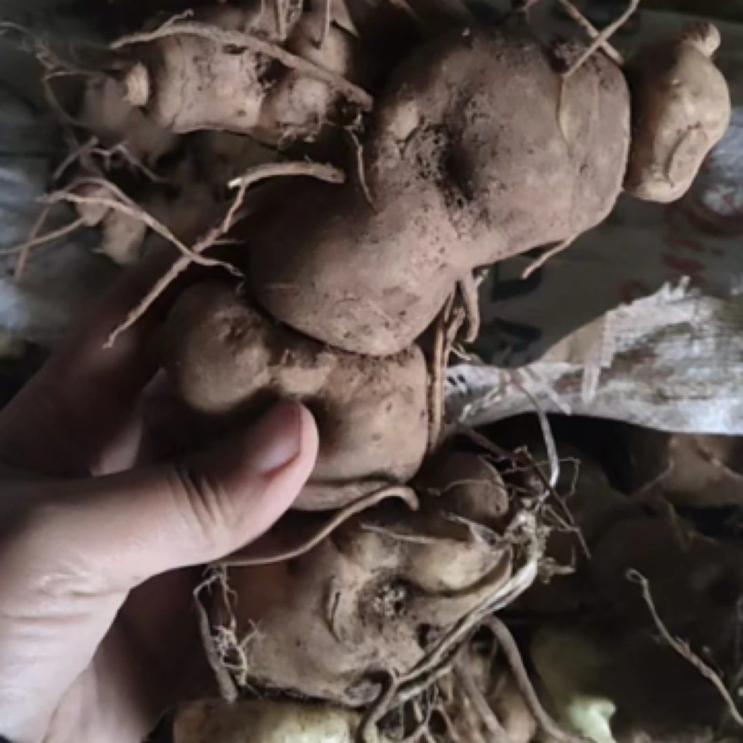 云南山货老虎姜【仙人余粮-鲜货】