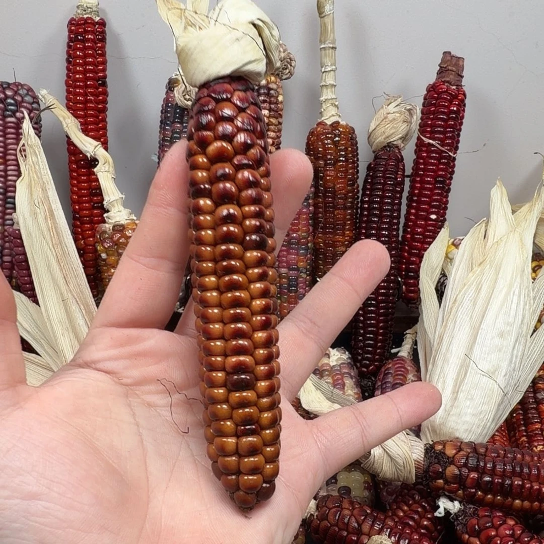 阿***辞大叶紫檀（黑酸枝木类）