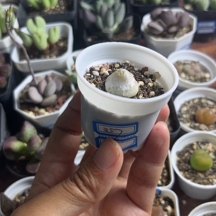 357 灯泡多肉植物